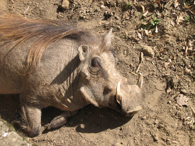 Warthog
