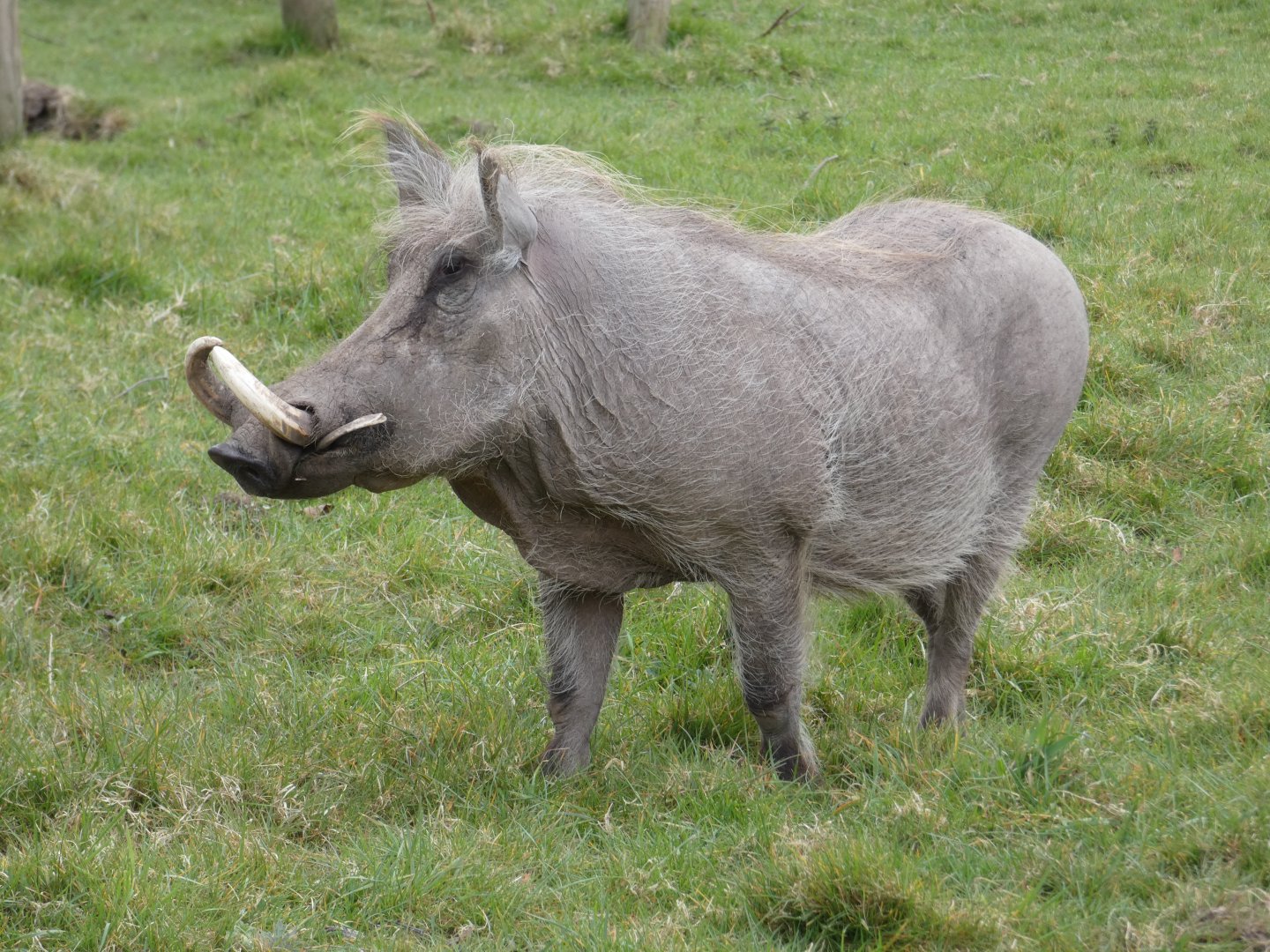 Warthog