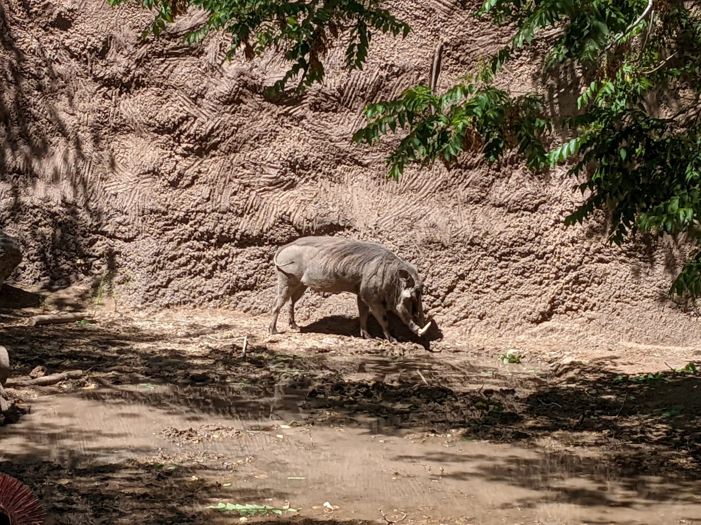 Warthog