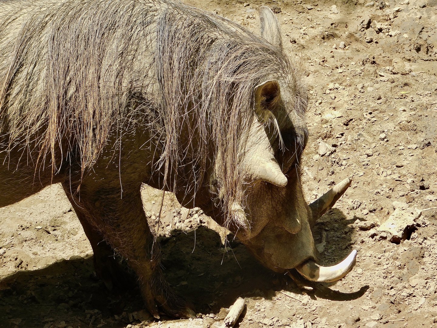 Warthog