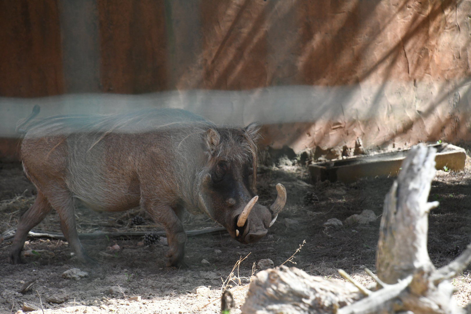Warthog