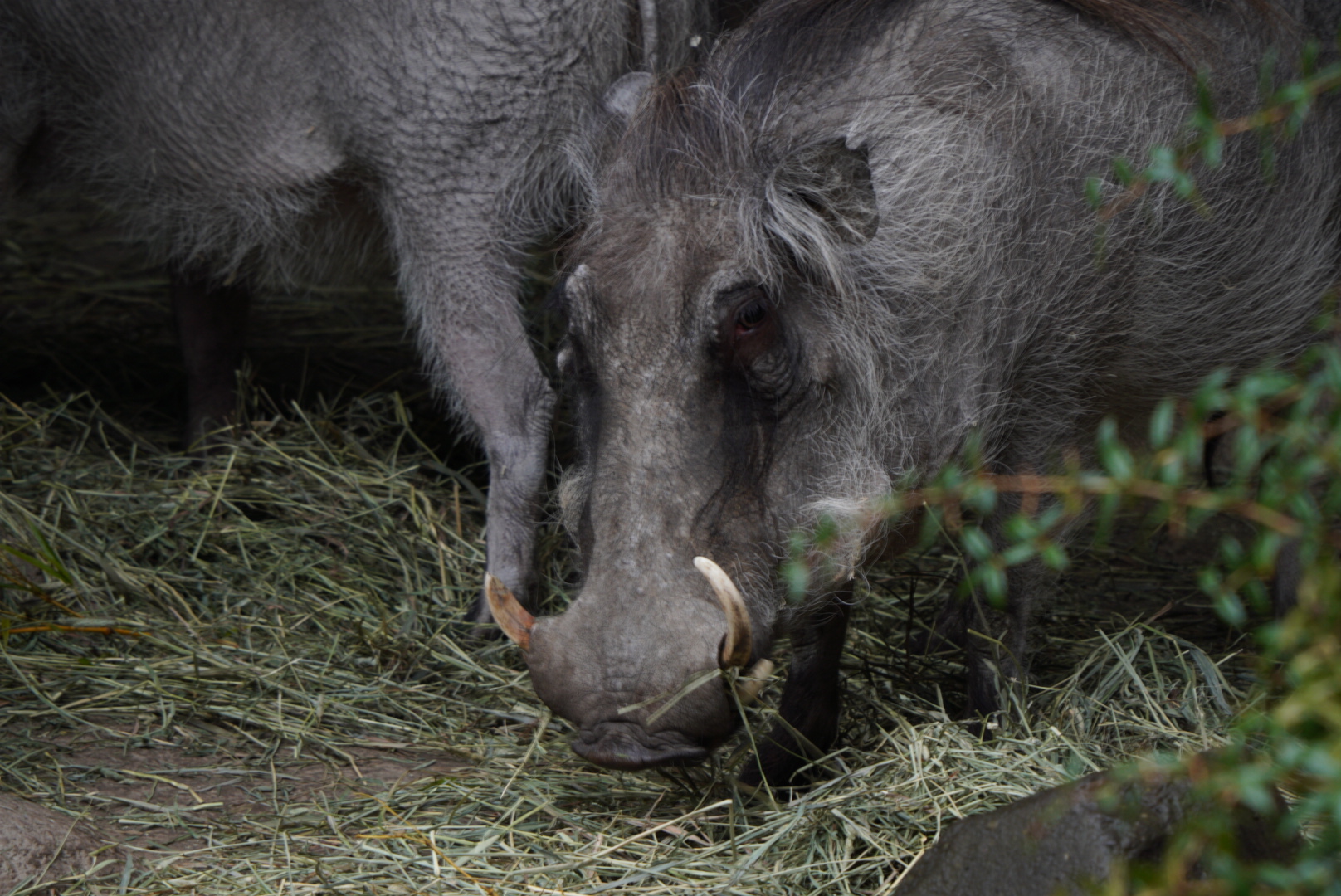 Warthog