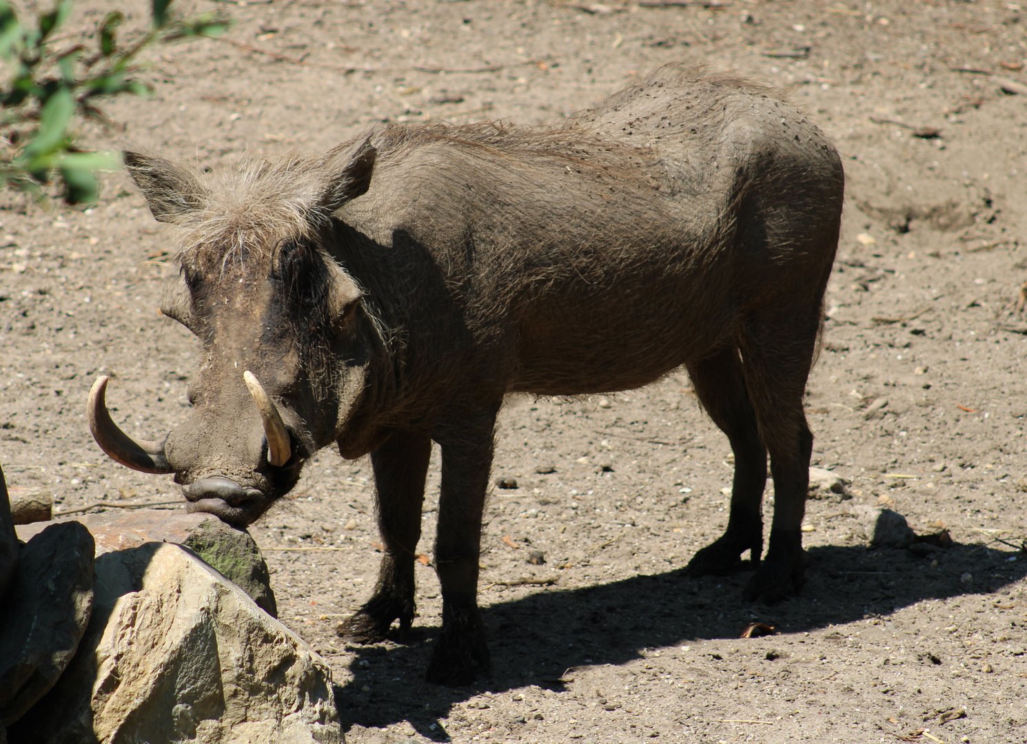 Warthog
