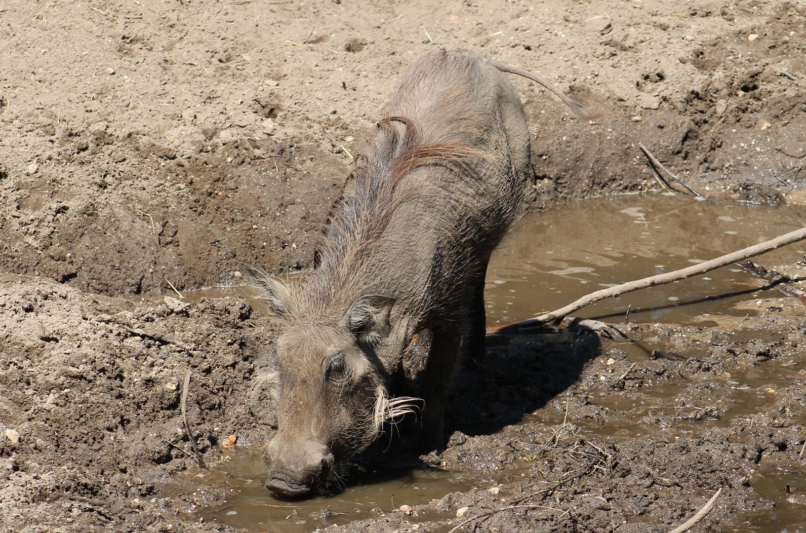 Warthog