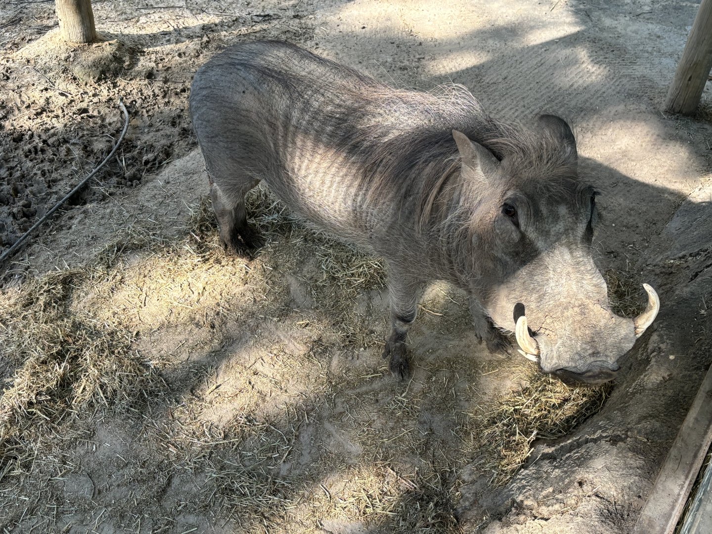 Warthog