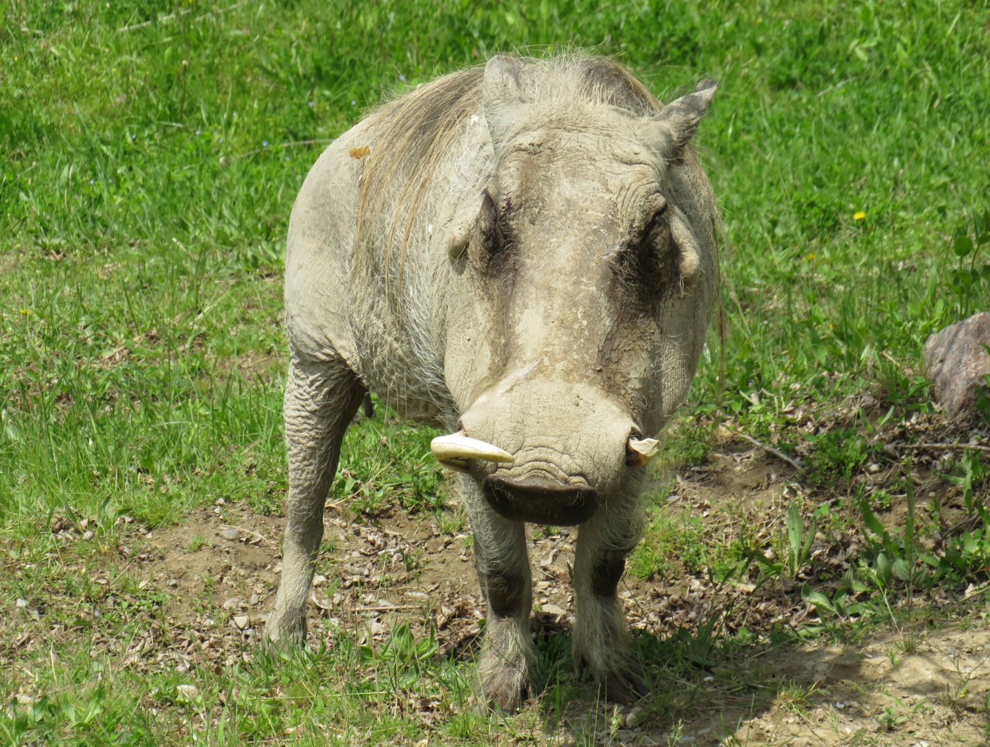 Warthog
