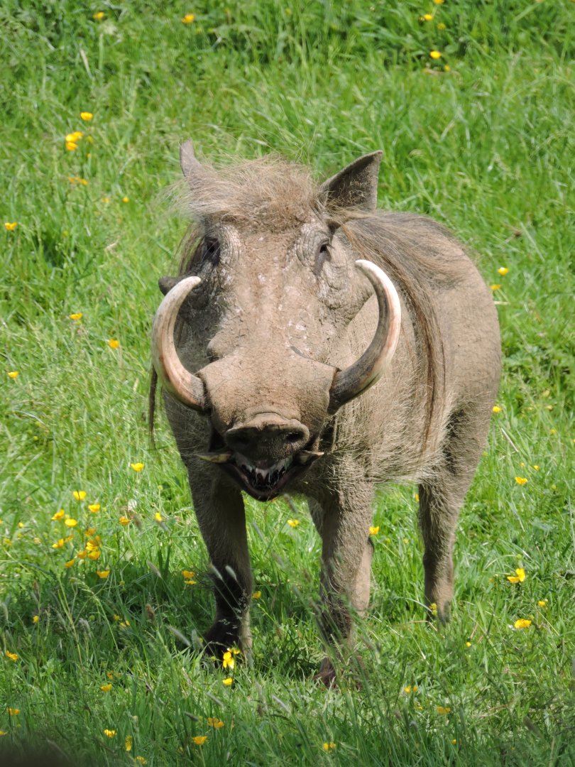 Warthog