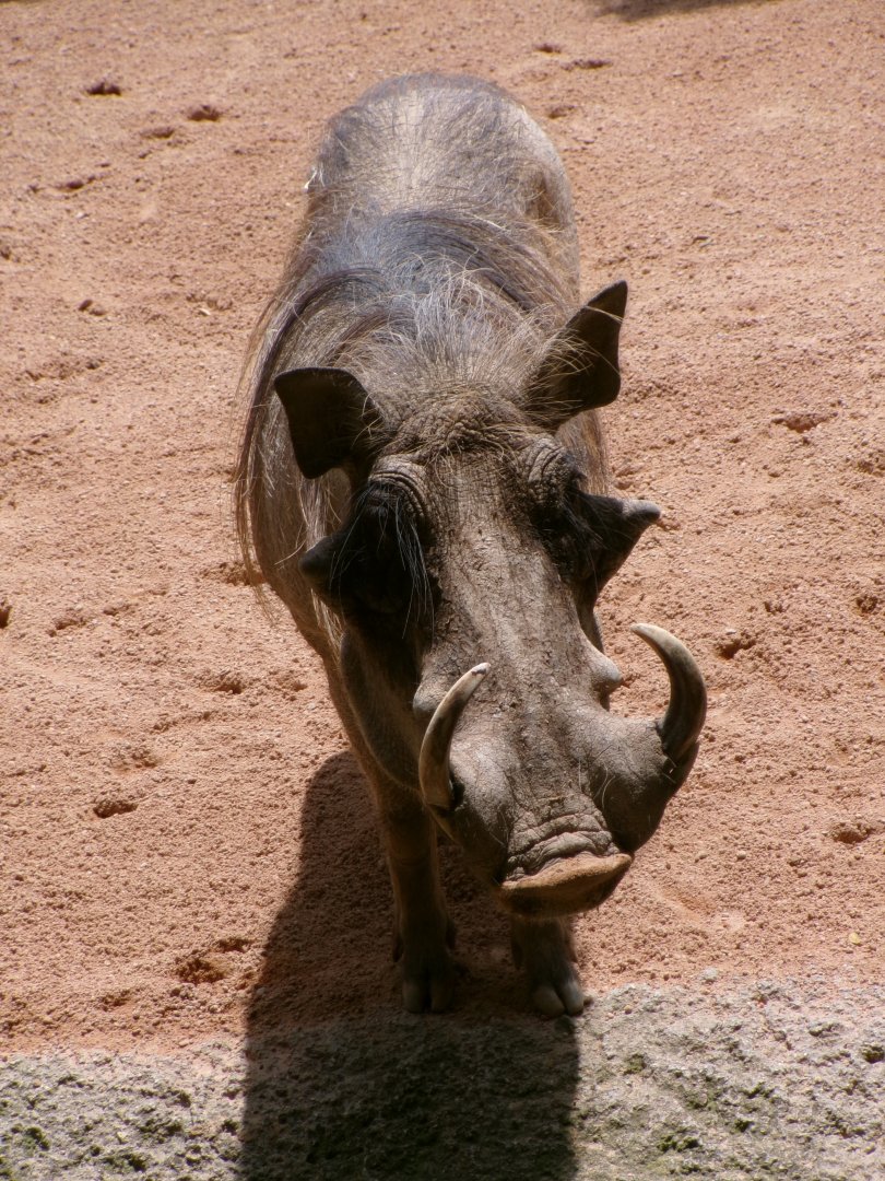 Warthog