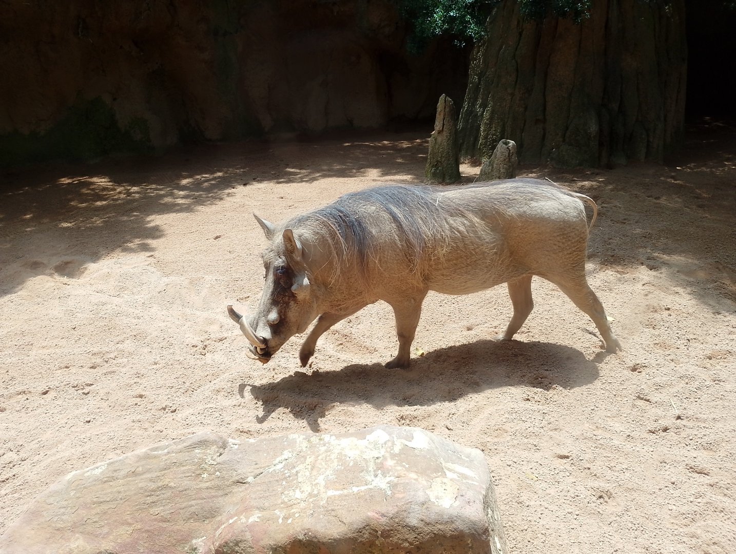 Warthog
