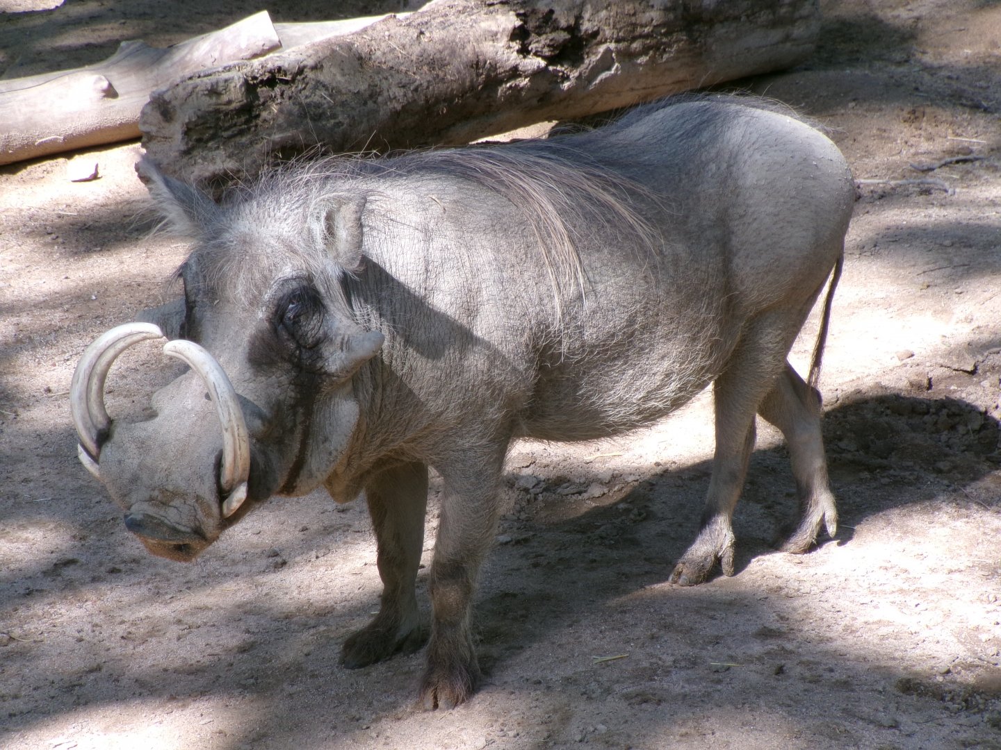Warthog