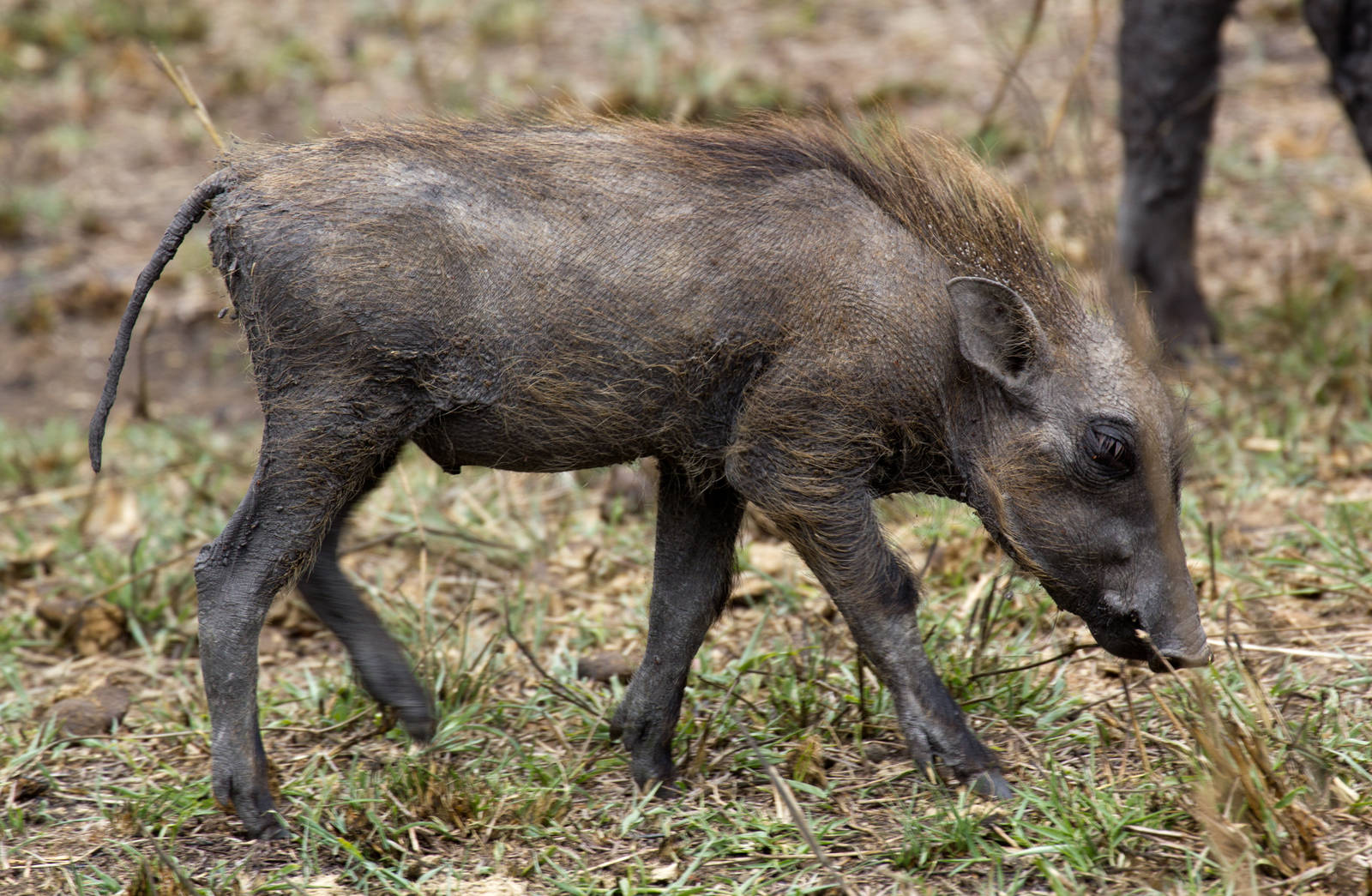 Warthoglet