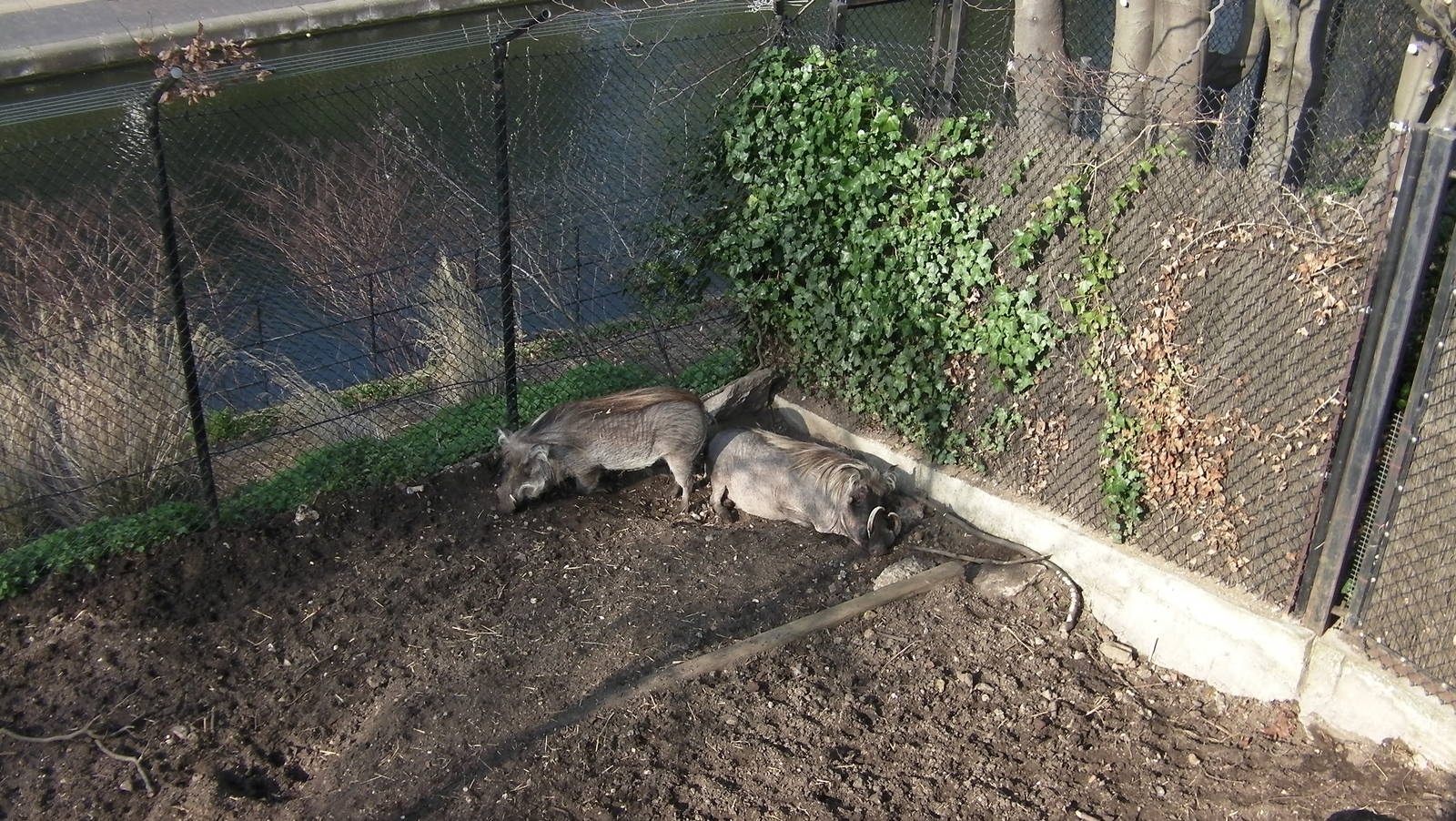 Warthogs - 24.03.2012