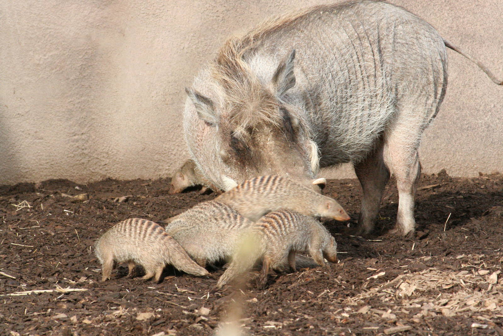 Warthogs and Banded Mongooses