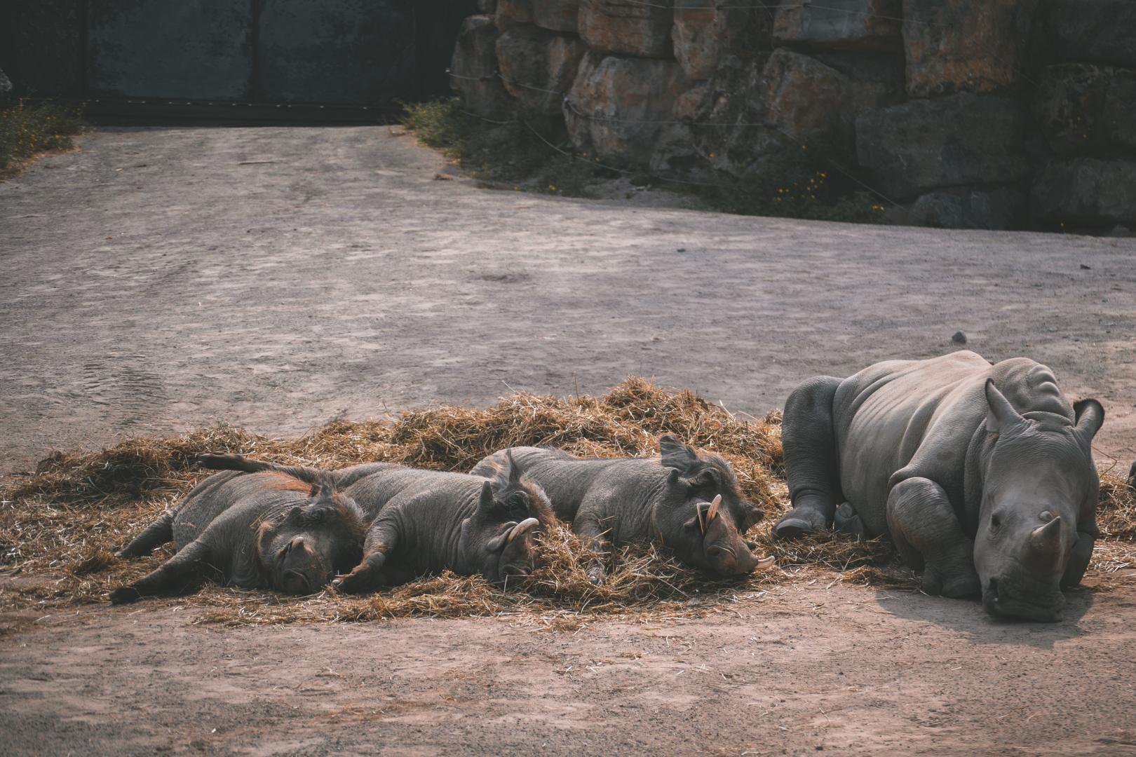 Warthogs and rhino calf