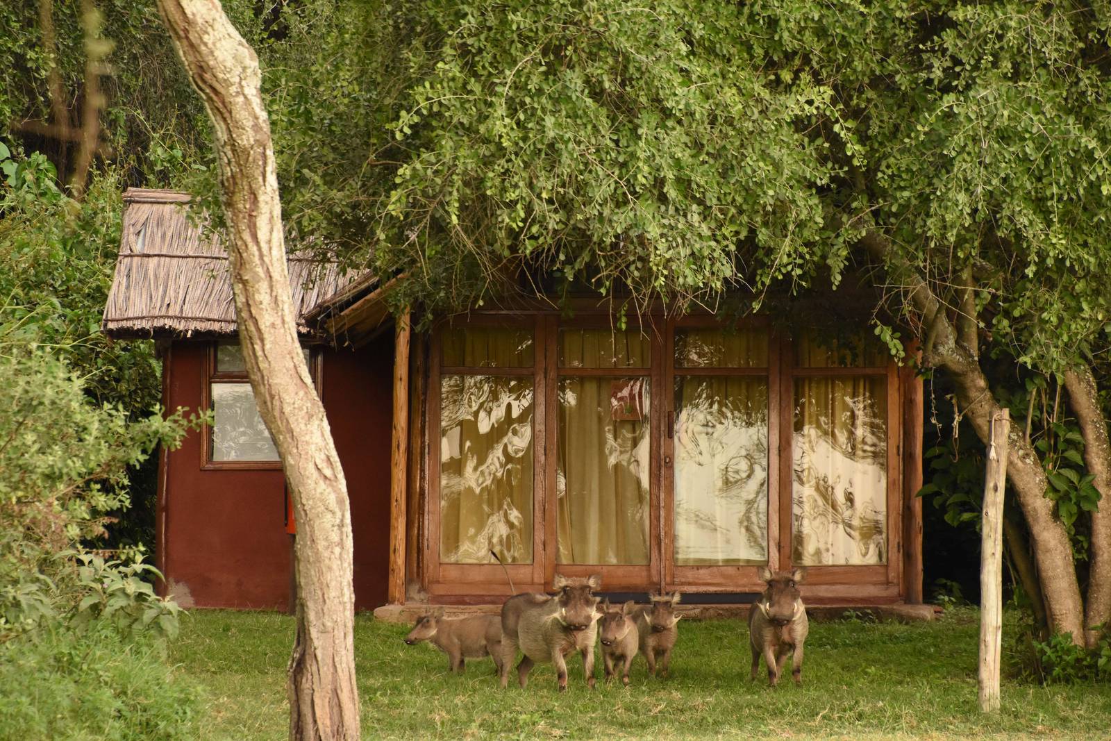 Warthogs at Bishangari