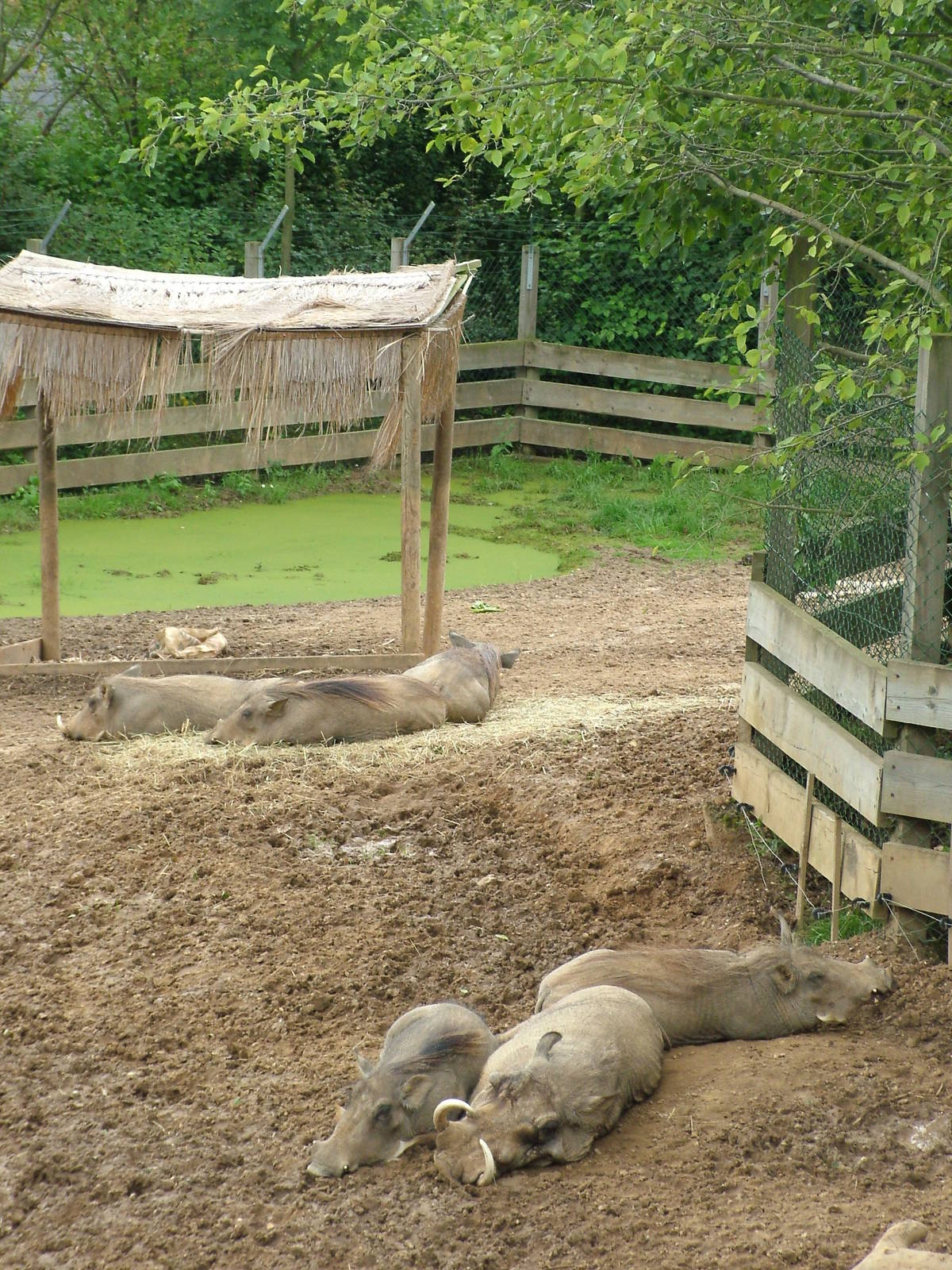 Warthogs at Colchester, 28/08/10