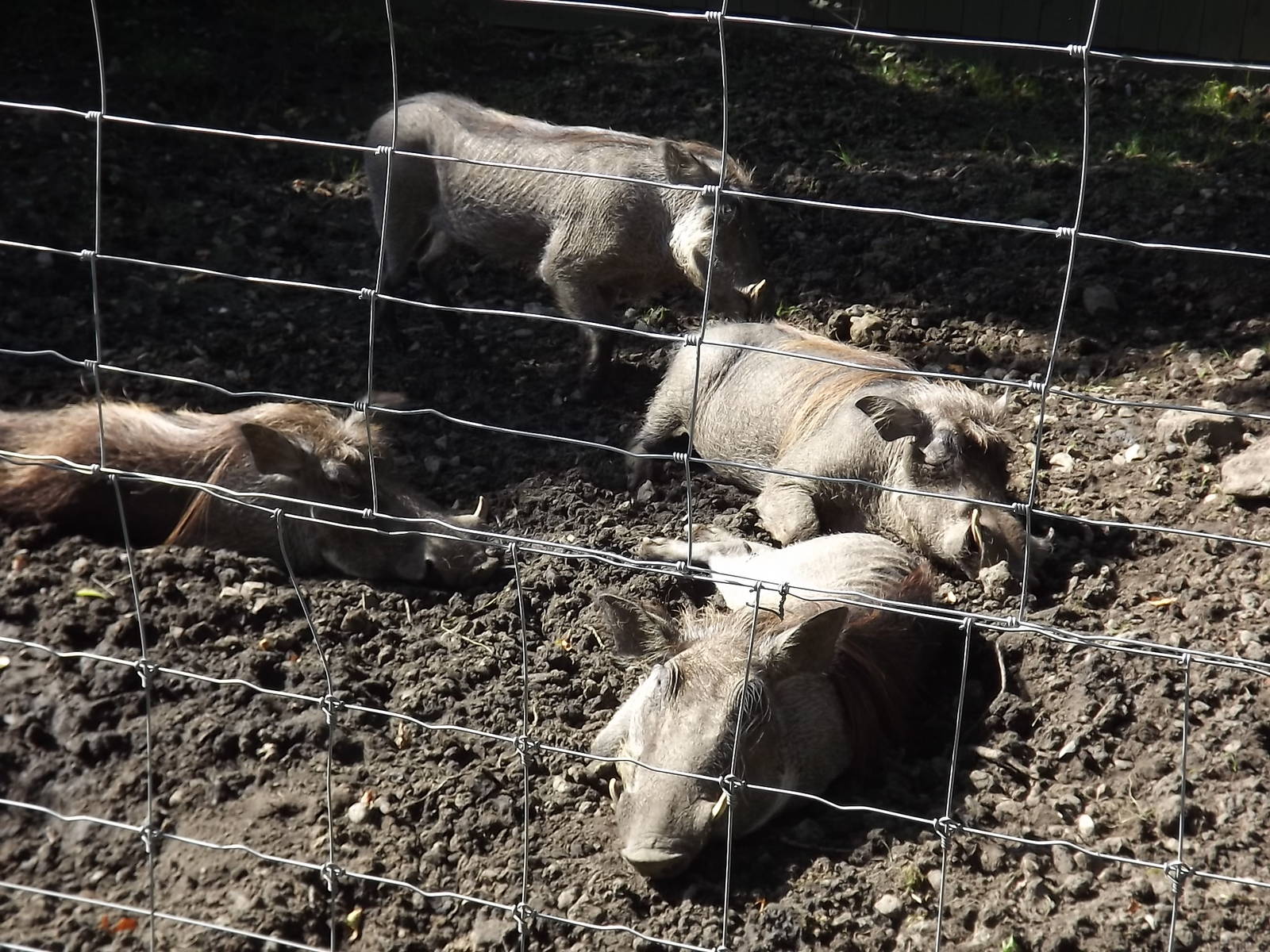 Warthogs at Knowsley Safari Park 08/09/12