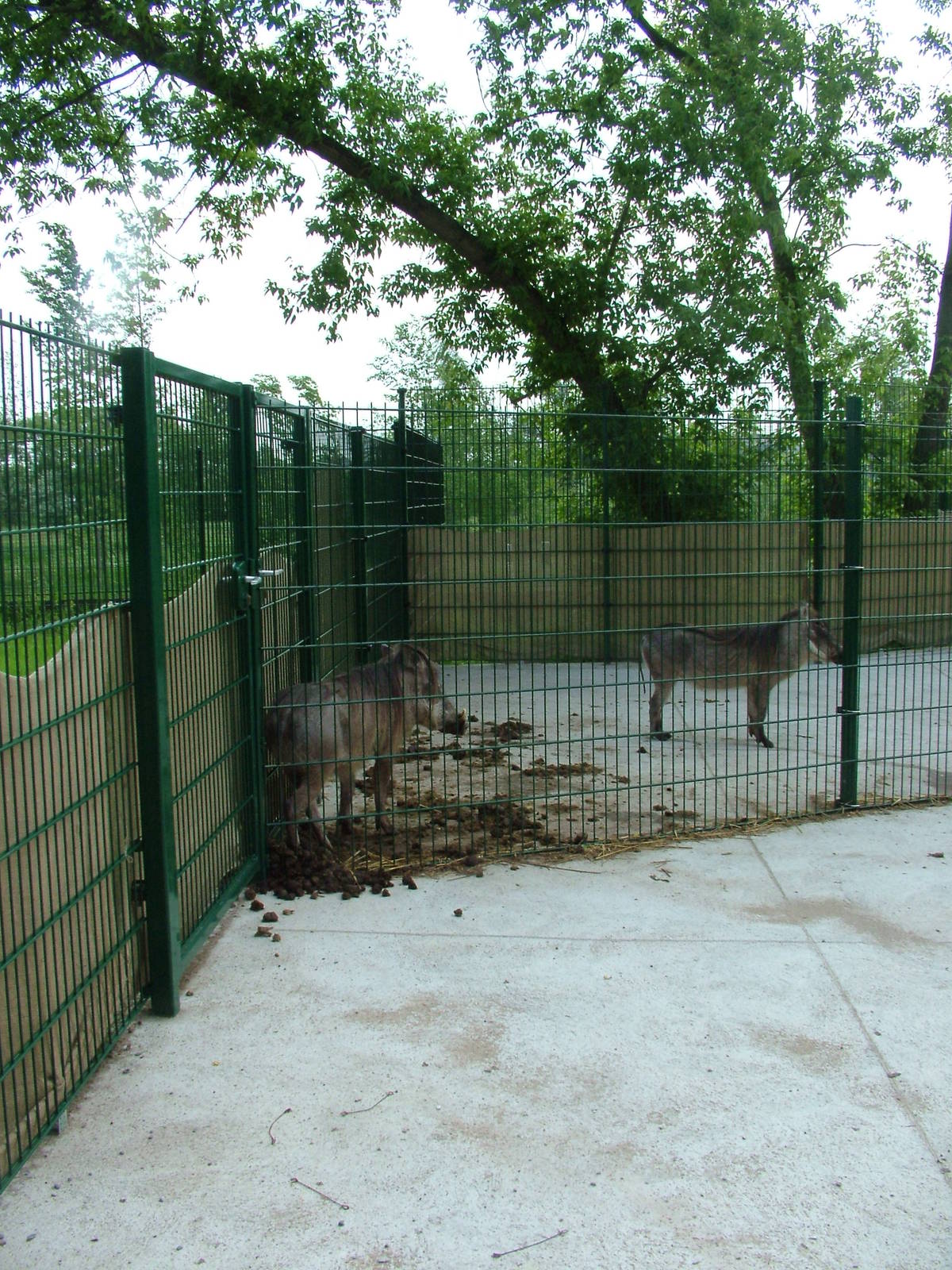 Warthogs at Plzen, 25/05/10