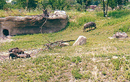Warthogs babies @ Toronto zoo Canada