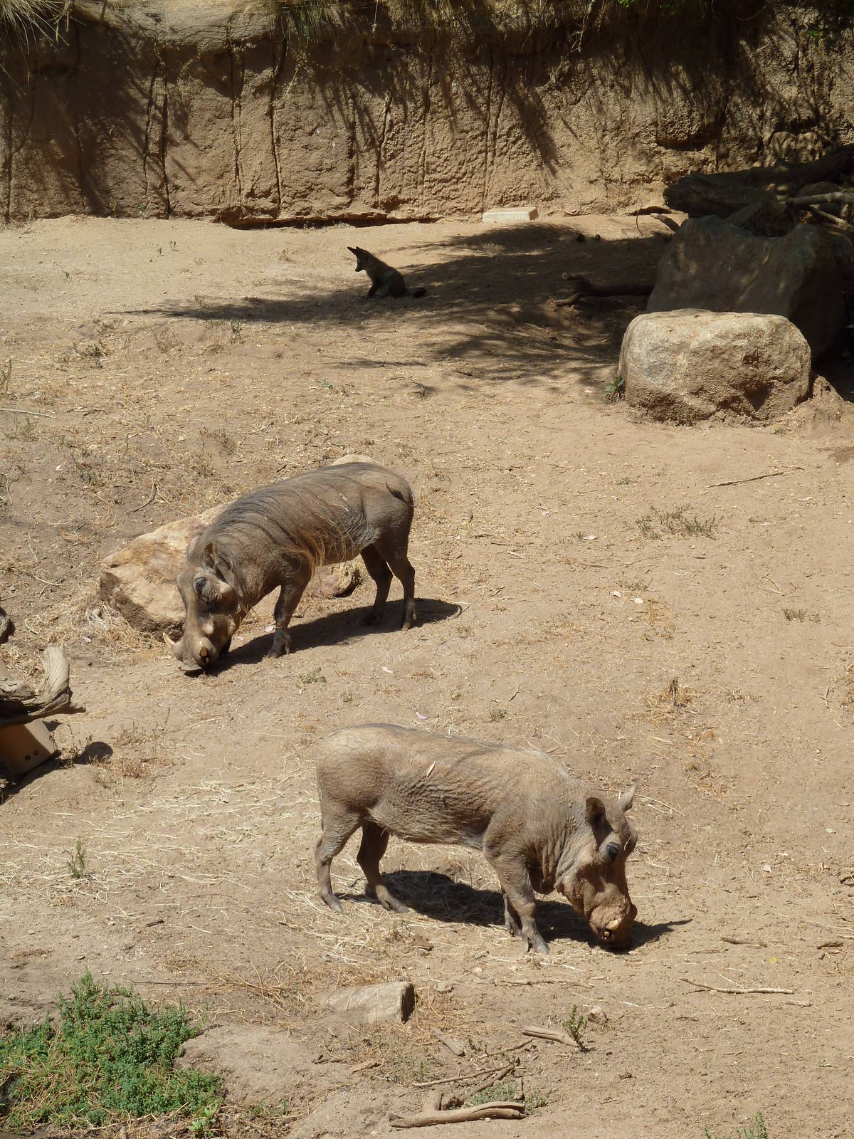 Warthogs + Bat-Eared Fox