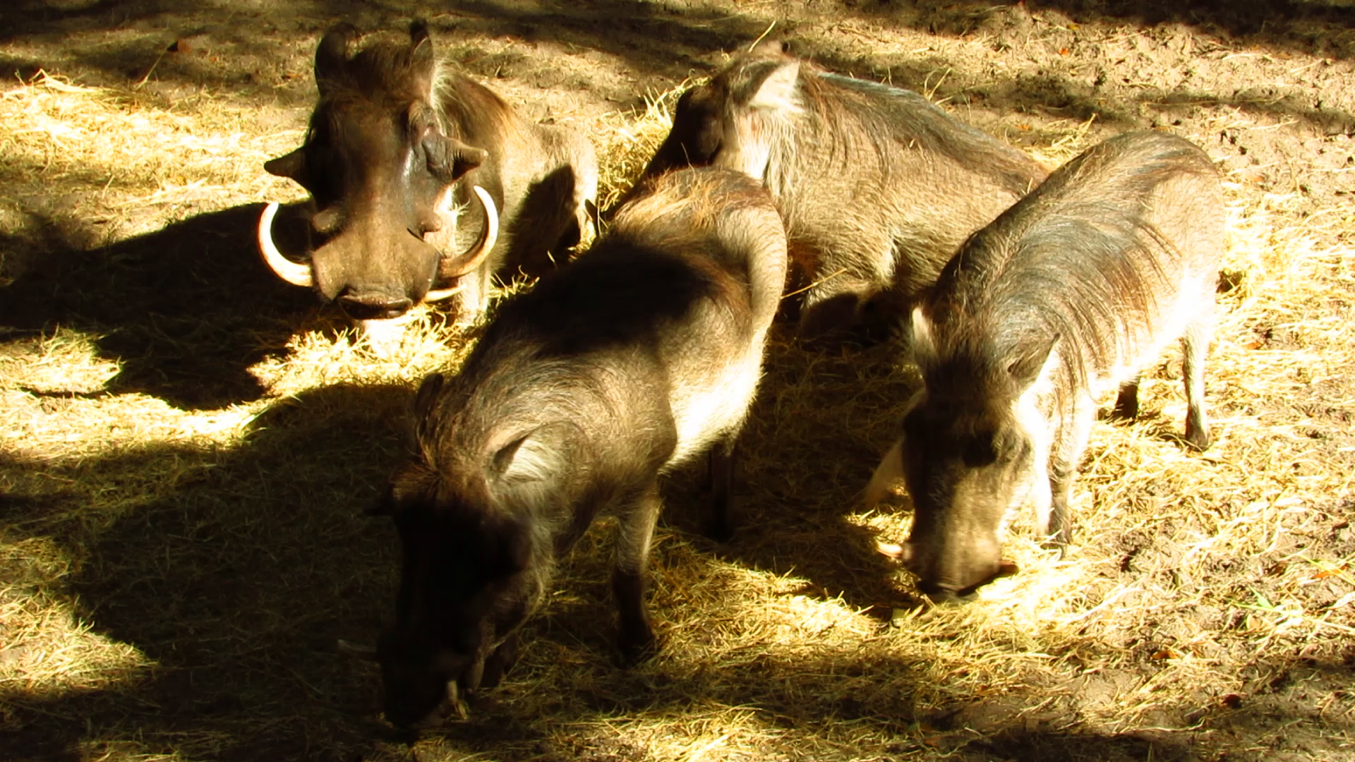 Warthogs Eating Breakfast