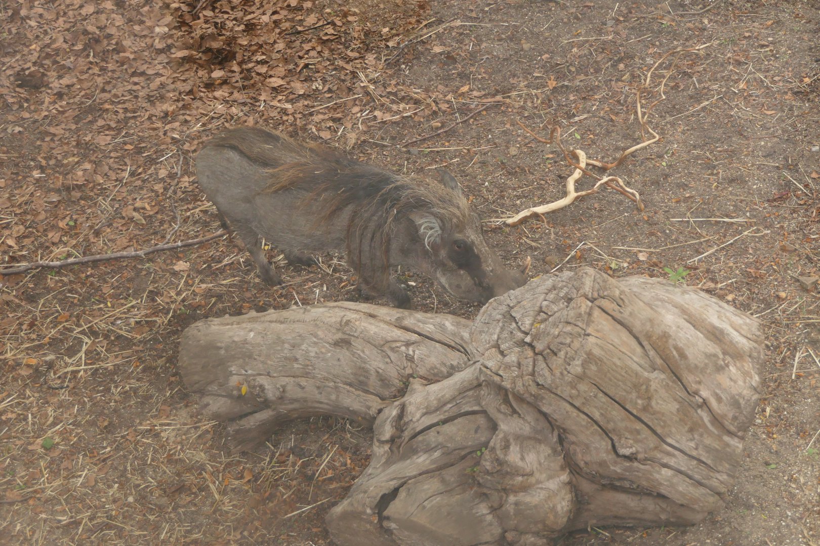 Warthogs in the old African wild dog enclosure