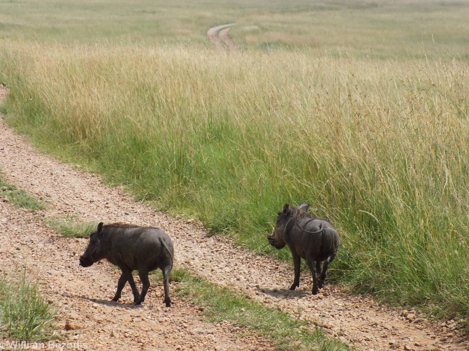 Warthogs - Maasai Mara