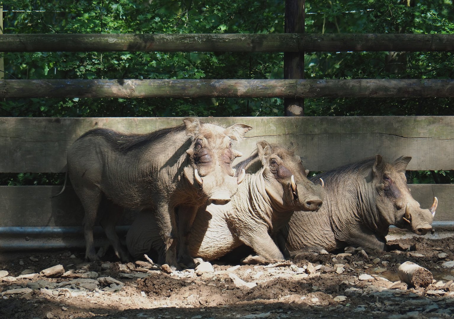 Warthogs (Phacochoerus africanus), 2023-06-24