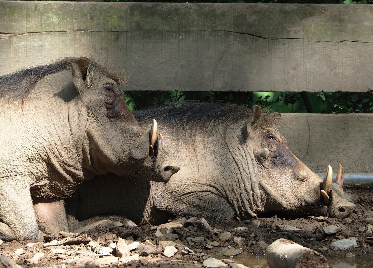 Warthogs (Phacochoerus africanus), 2023-06-24