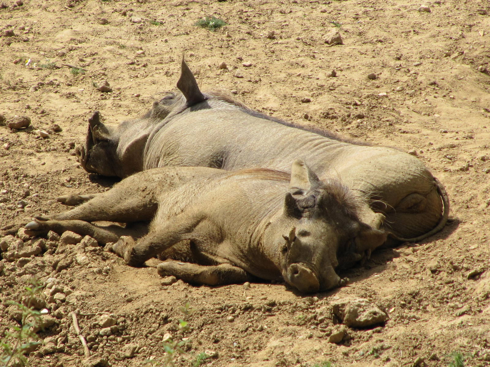 Warthogs sleeping on 06/08/2016