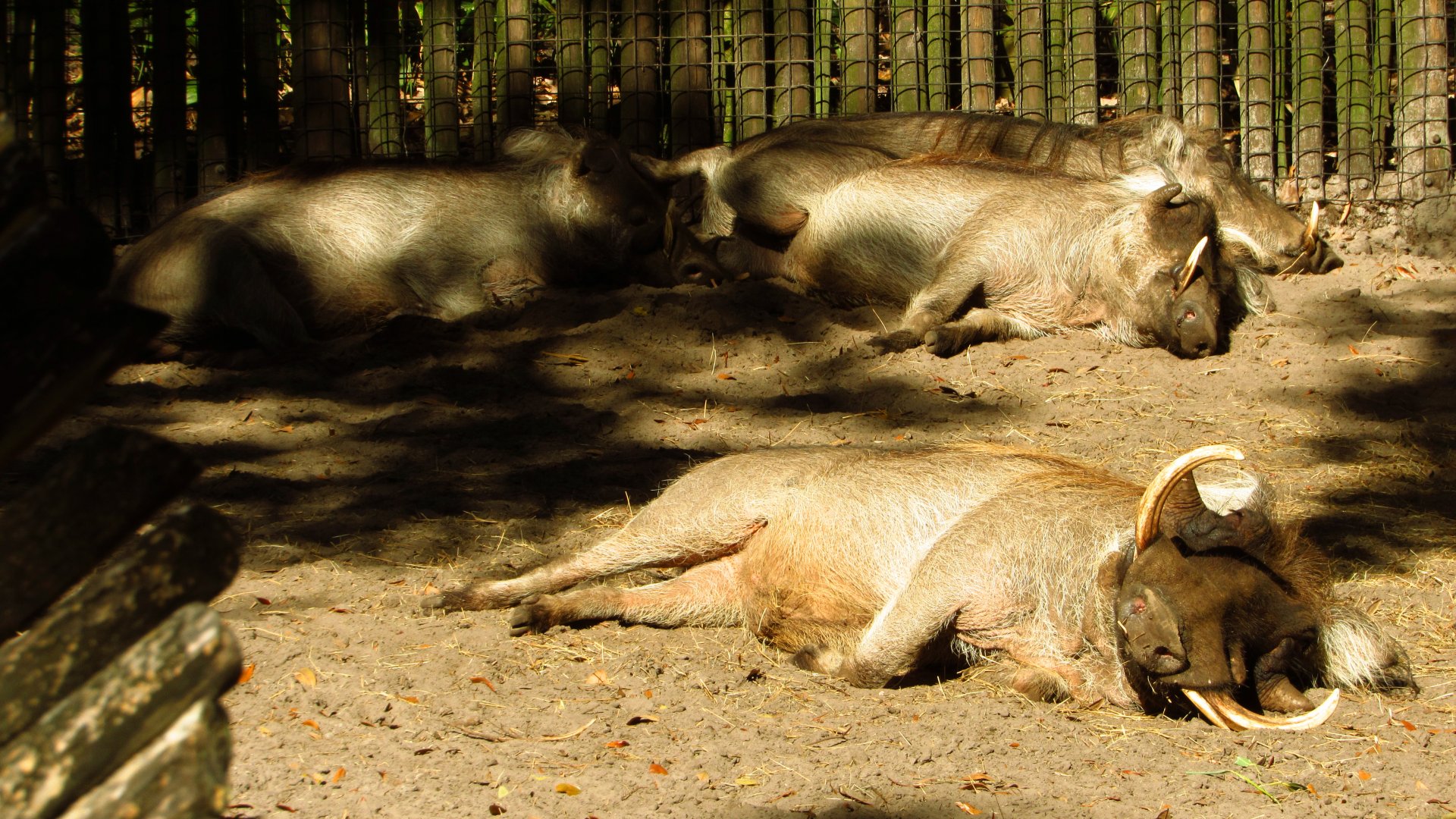 Warthogs Sleeping