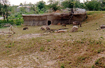 Warthogs @ Toronto zoo 1997