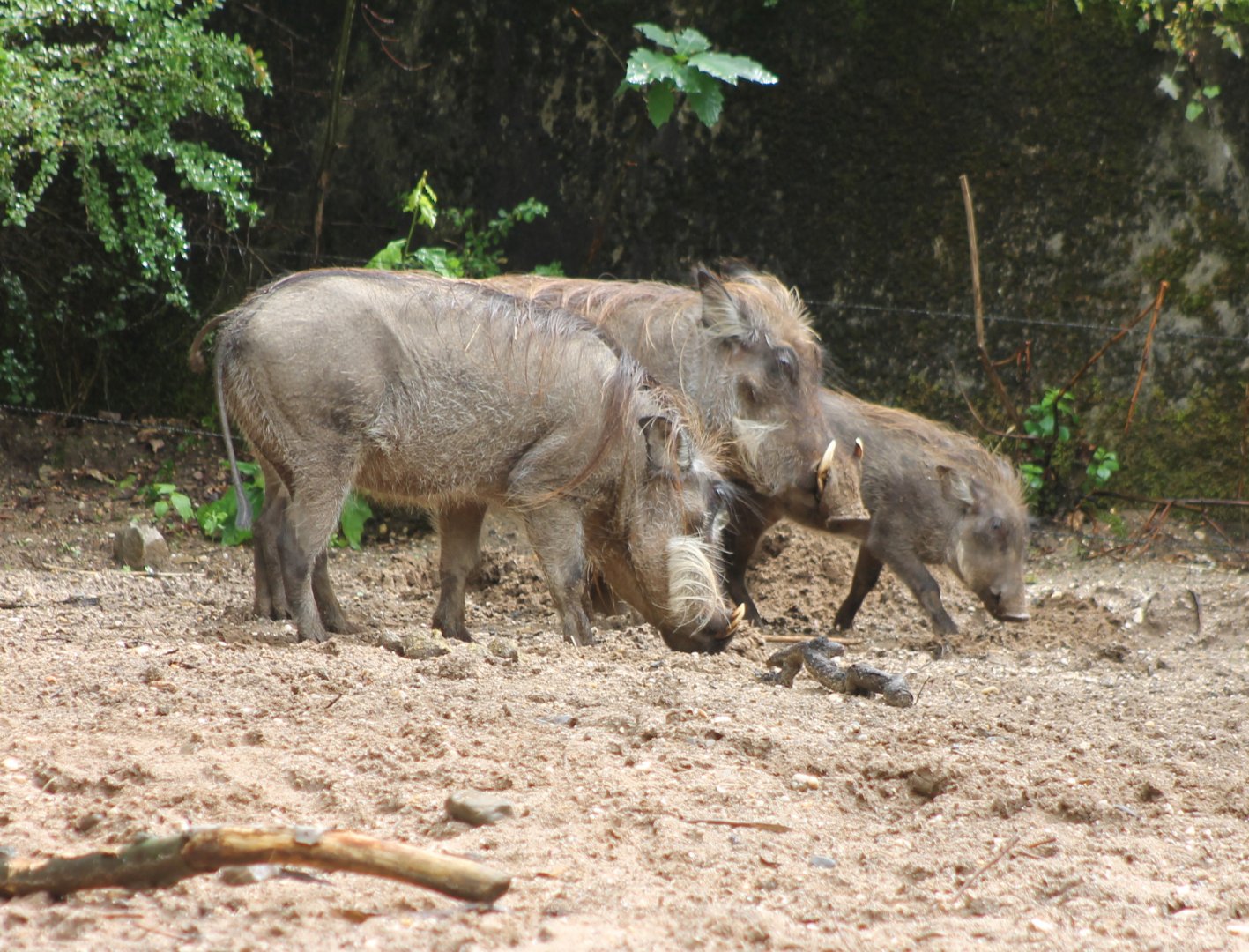 Warthogs with young