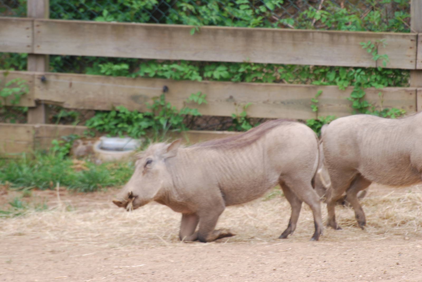 Warthogs