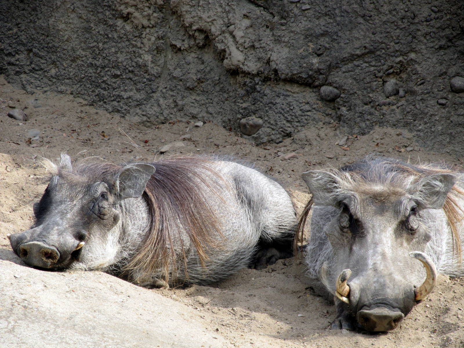 Warthogs