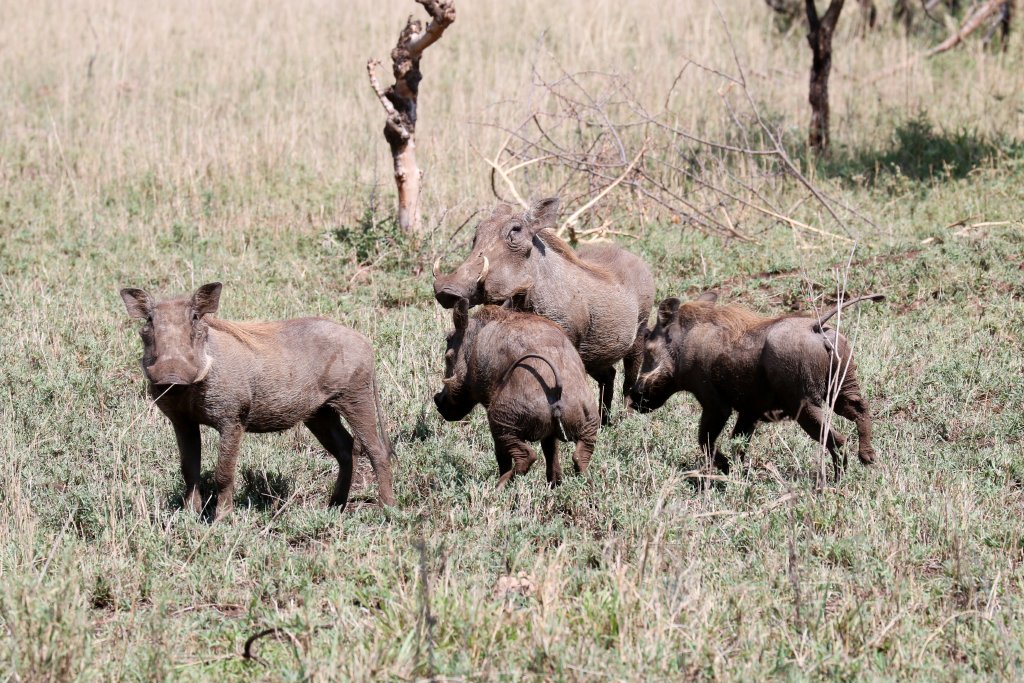 Warthogs
