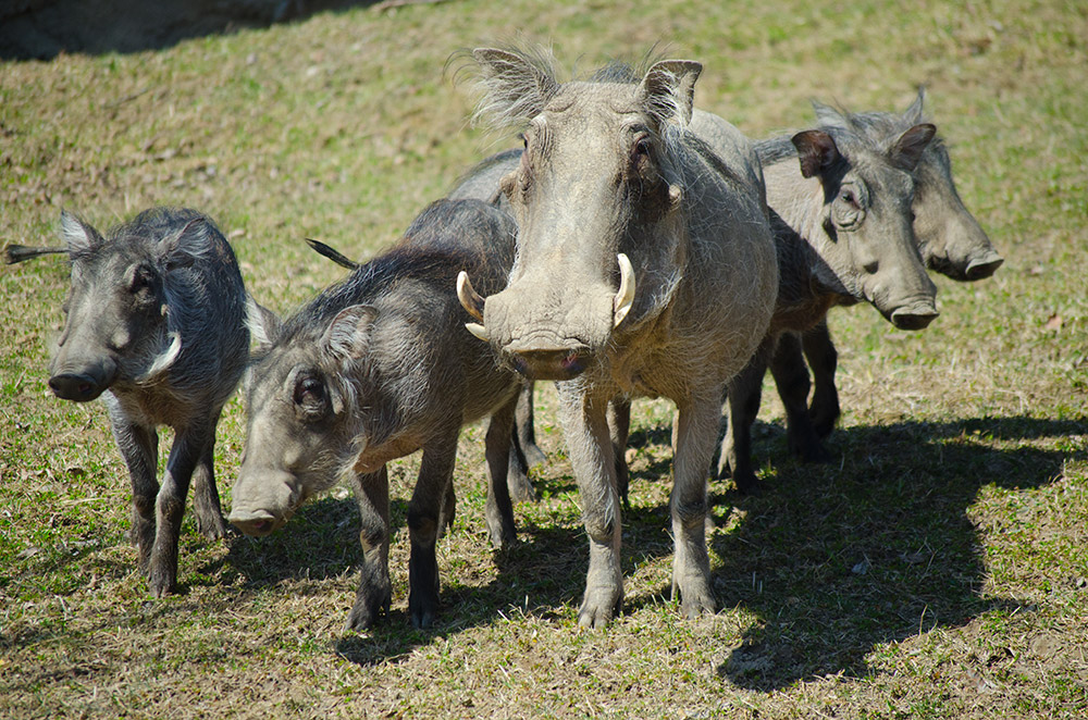 Warthogs