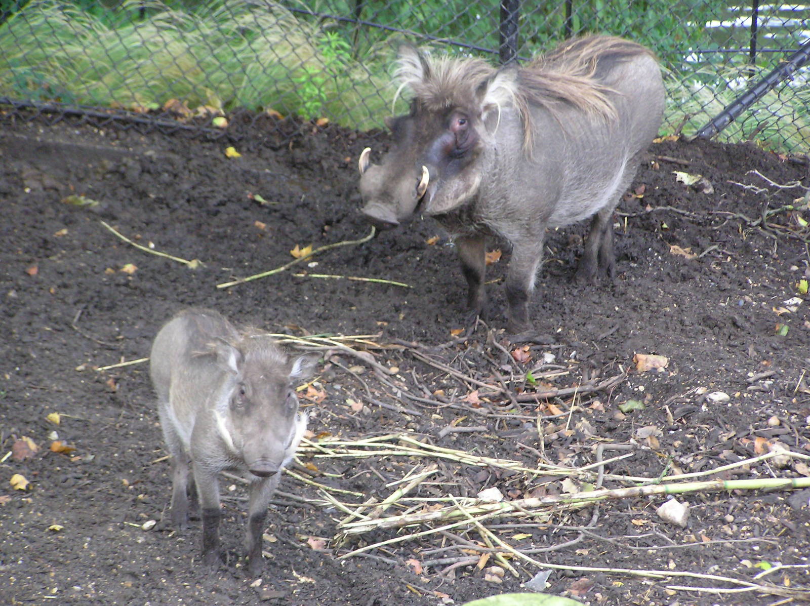 Warthogs