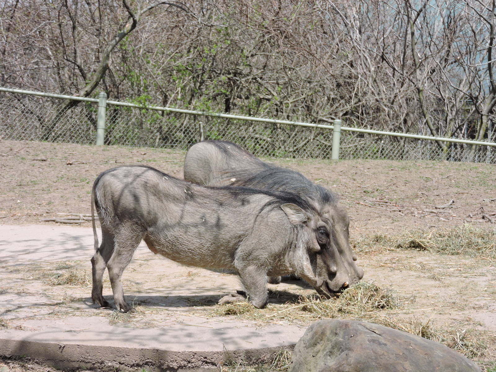 Warthogs