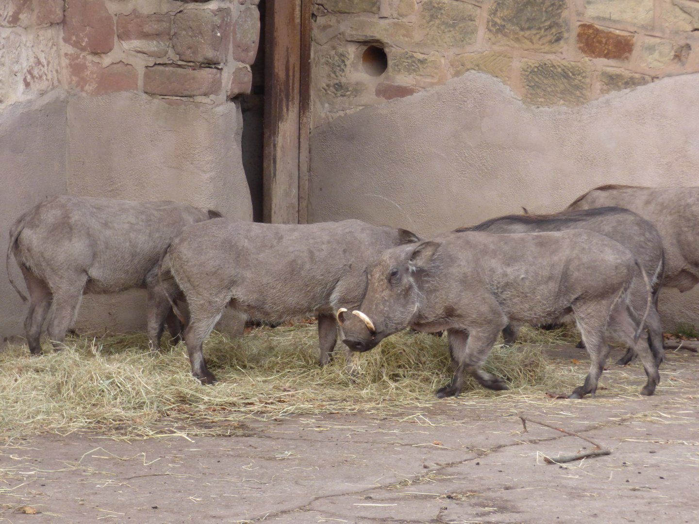 Warthogs
