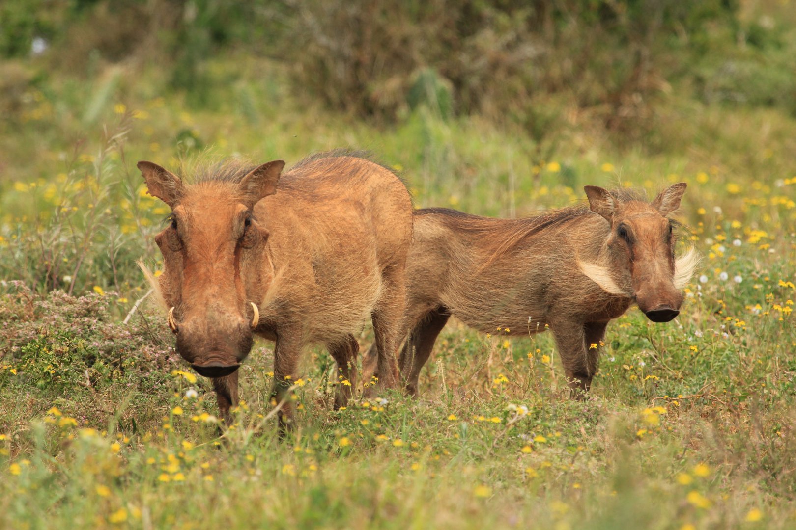 Warthogs