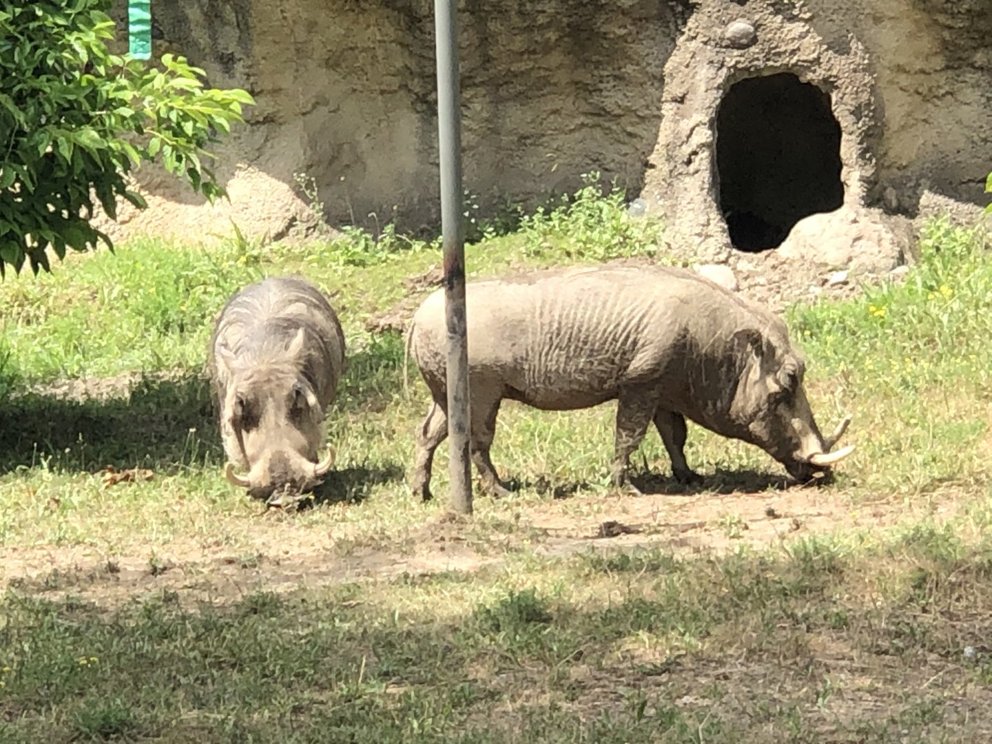 Warthogs