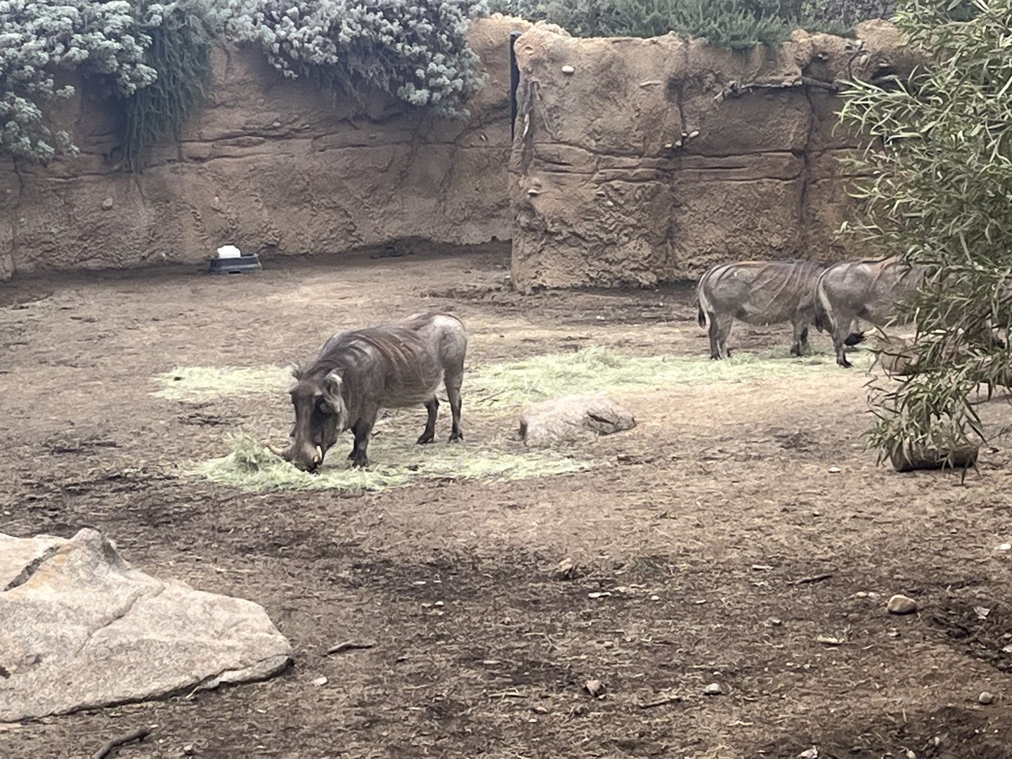 Warthogs