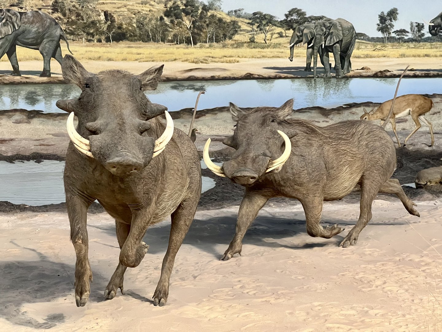 Warthogs