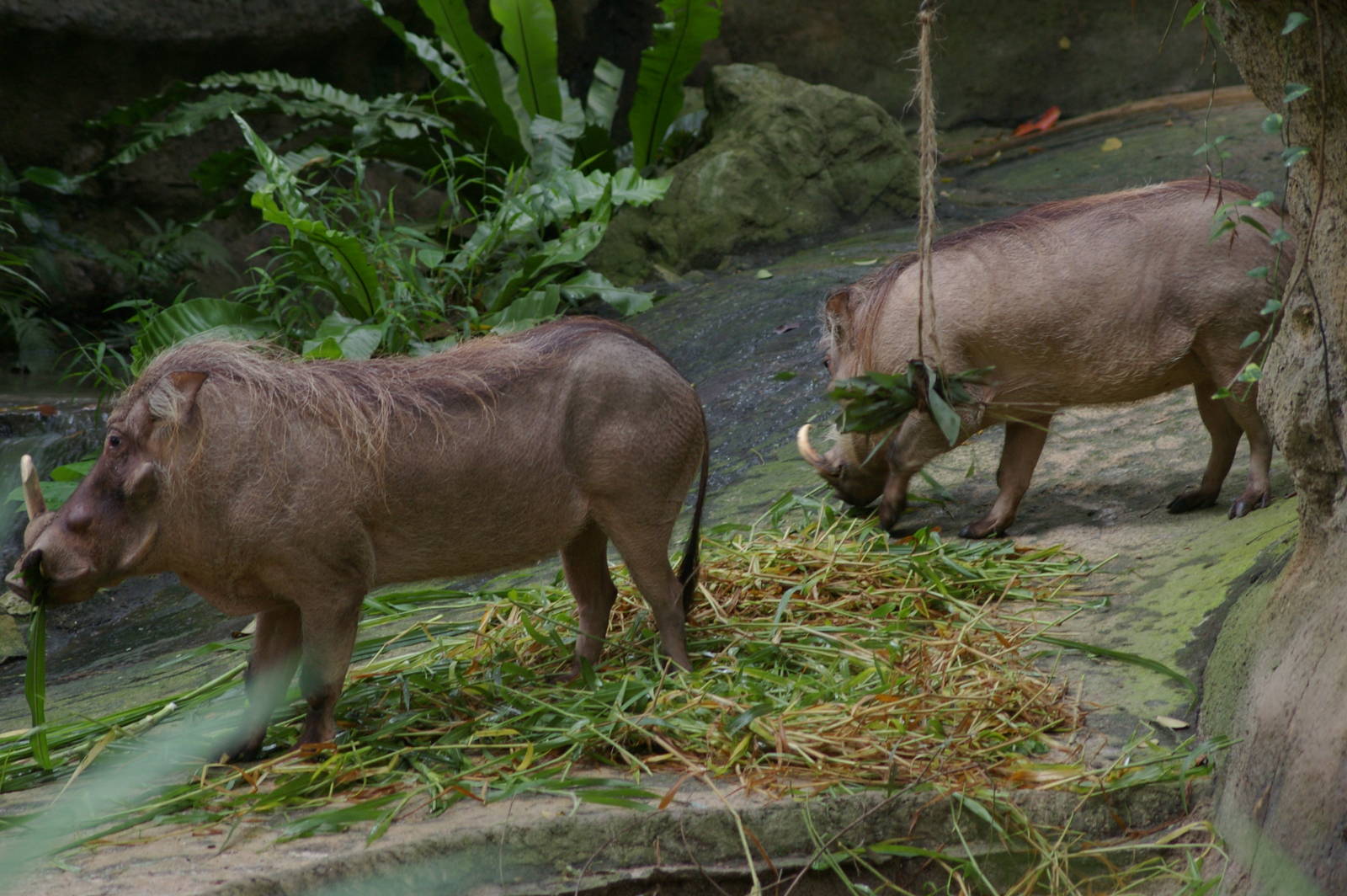warthogs
