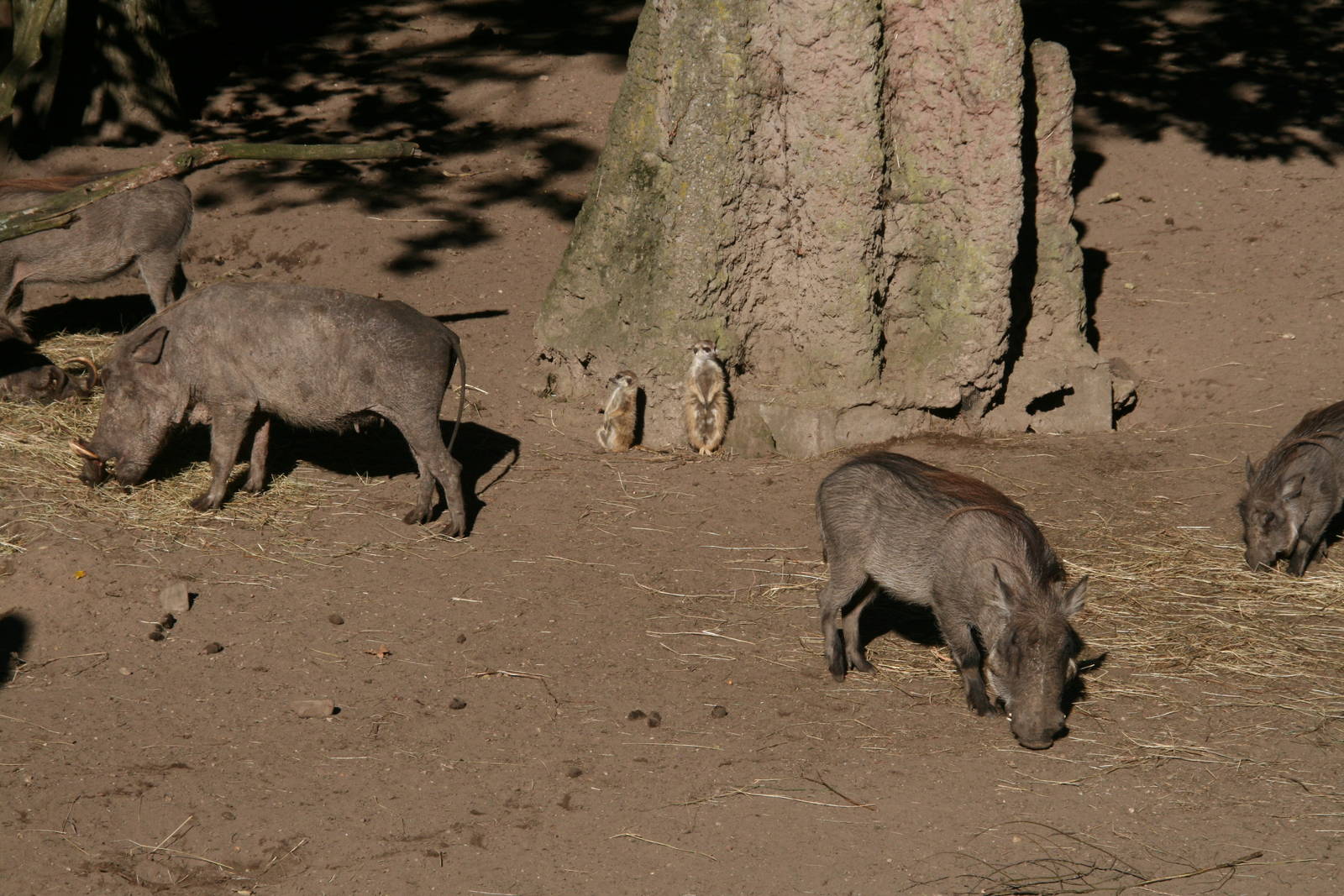 Wartogs and Meerkats