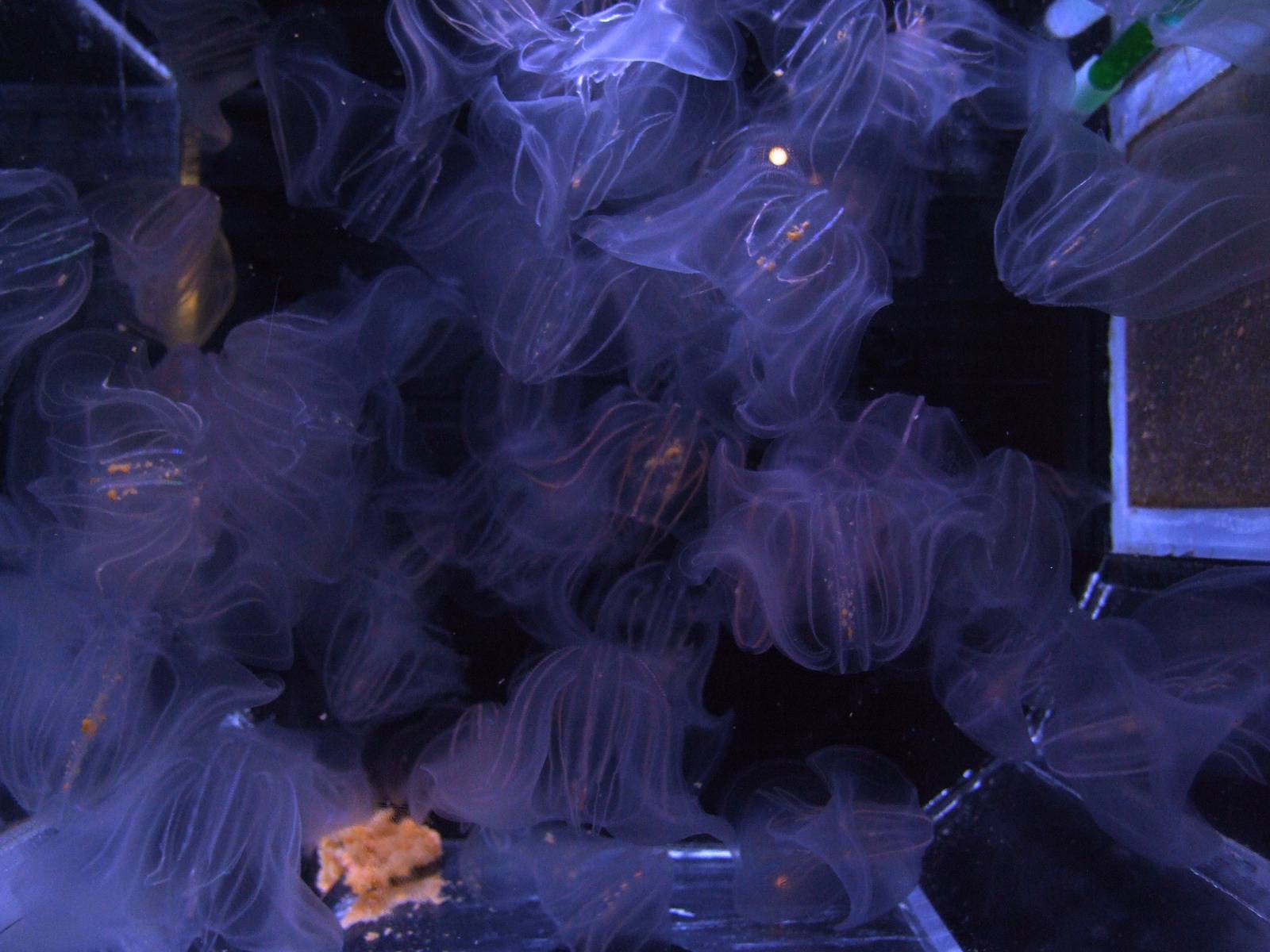 Warty Comb-jellies at Mote, 07/10/13