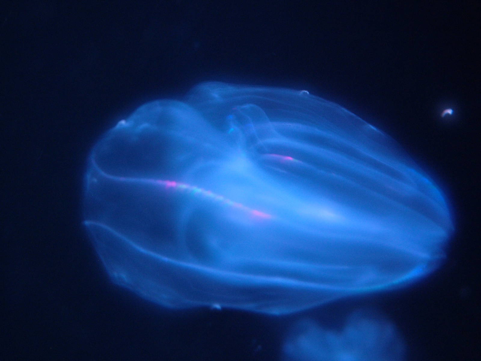 Warty Comb Jelly at Oceanografic, 29/05/11