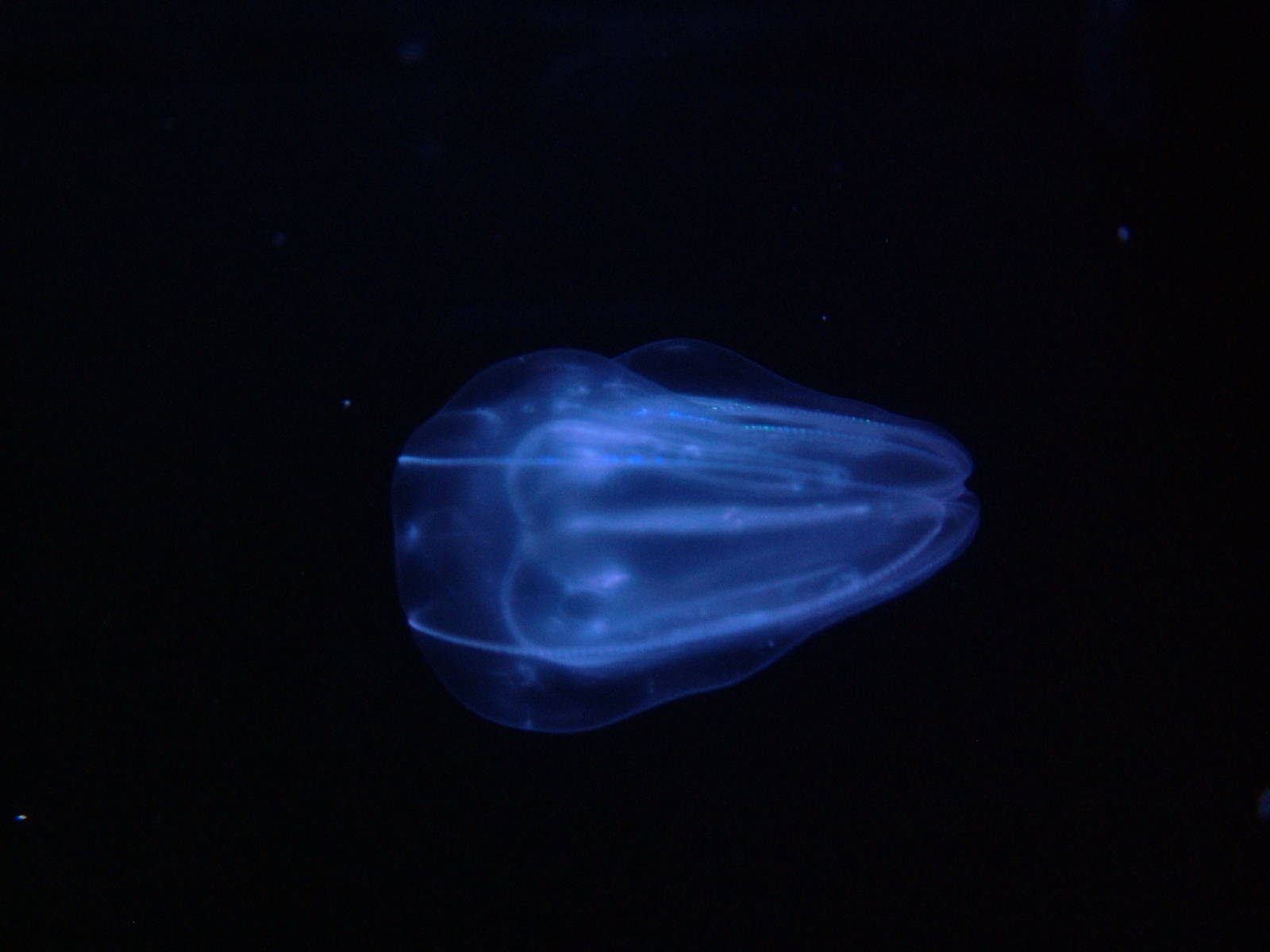 Warty Comb Jelly (Ctenophore) at Oceanografic, 29/05/11