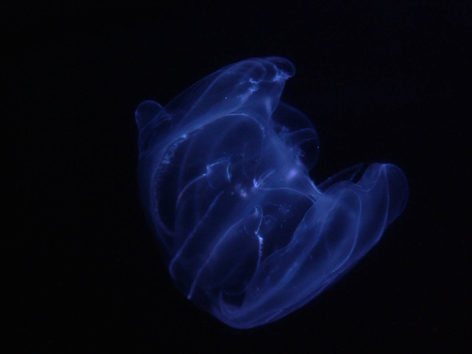 Warty Comb Jelly (Ctenophore) at Oceanografic, 29/05/11